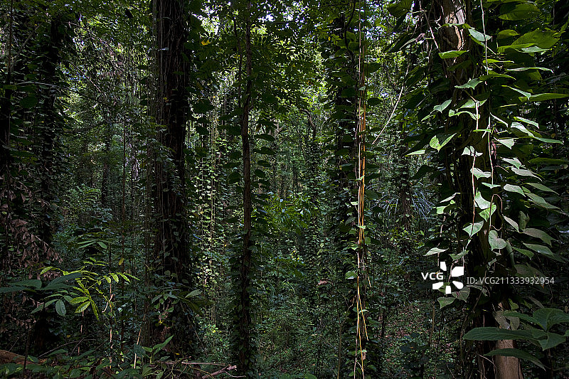 康提斯里兰卡乌达瓦塔凯莱森林保护区图片素材