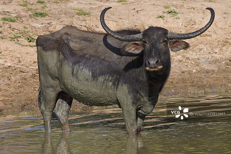 斯里兰卡亚拉国家公园中在泥里沐浴的水牛图片素材