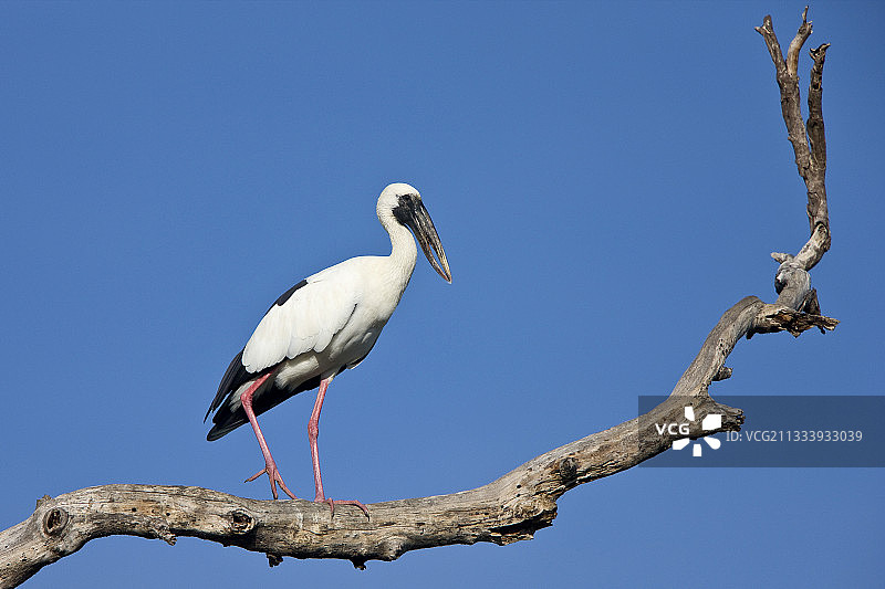 斯里兰卡 Bundula 国家公园的亚洲钳嘴鹳图片素材
