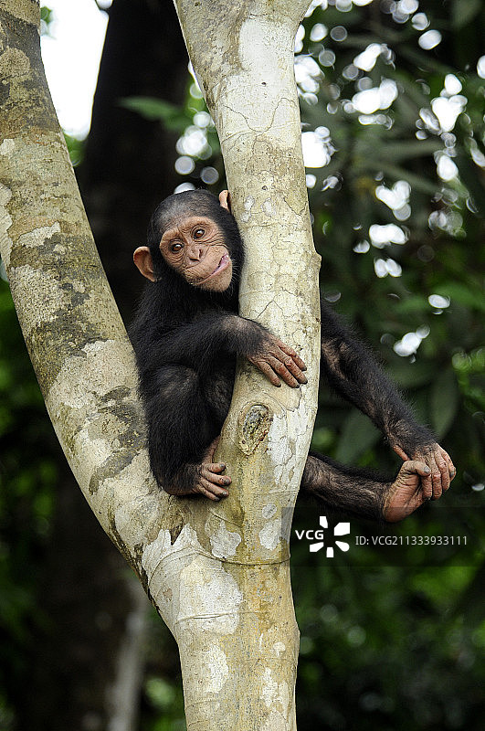在喀麦隆森林树枝上休息的幼年黑猩猩图片素材