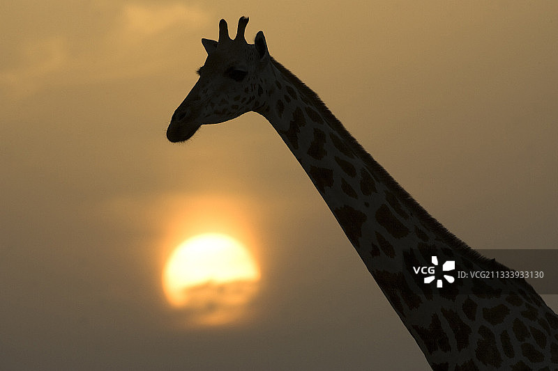 尼日利亚长颈鹿与尼日尔阳光轮廓图片素材