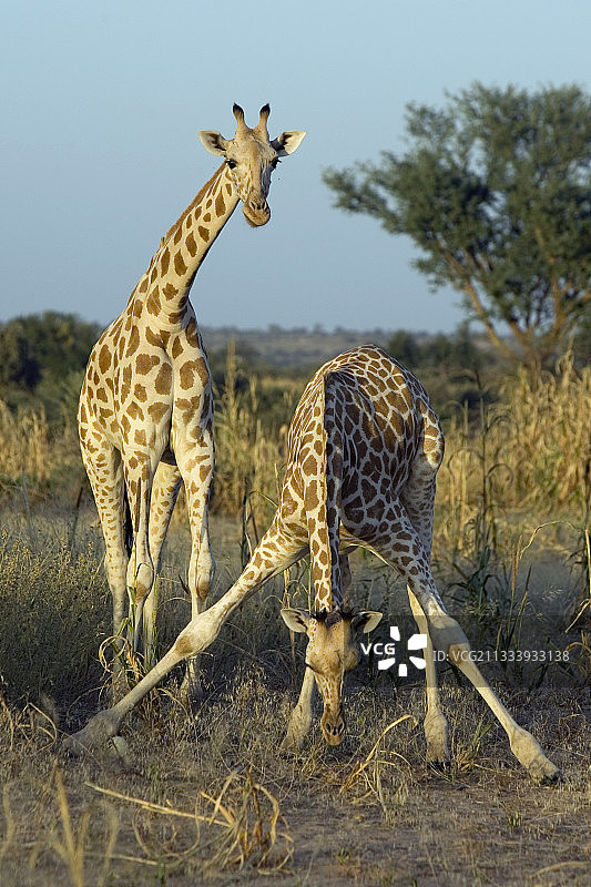 在尼日尔的地面上吃东西的尼日利亚长颈鹿图片素材