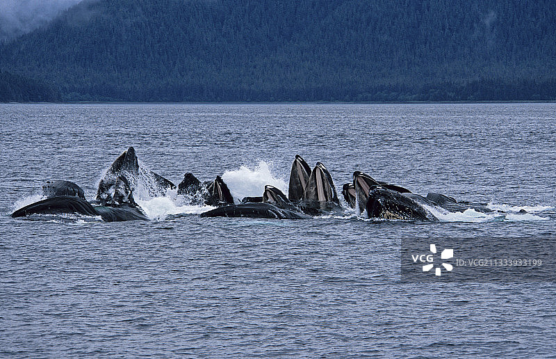 气泡网捕食策略图片素材