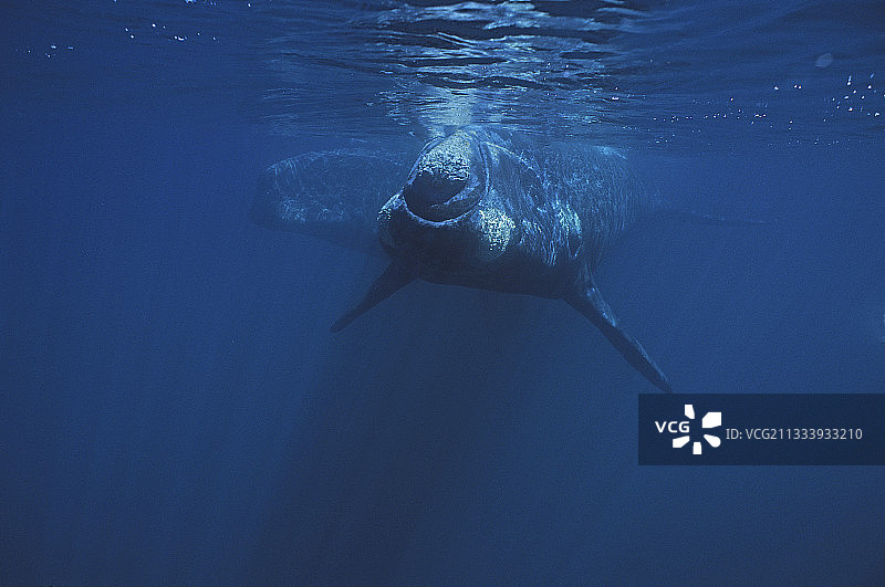 南露脊鲸母子，瓦尔德斯半岛图片素材