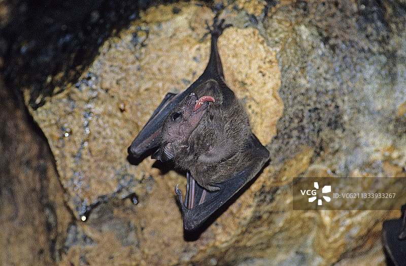 小曙果蝠梳理毛发，巴厘岛，印度尼西亚图片素材