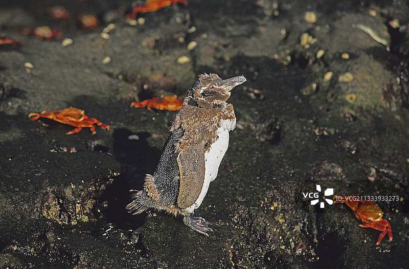 加拉帕戈斯企鹅换羽和螃蟹图片素材