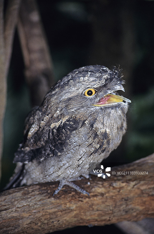 澳大利亚树枝上的茶色蟆口鸱图片素材