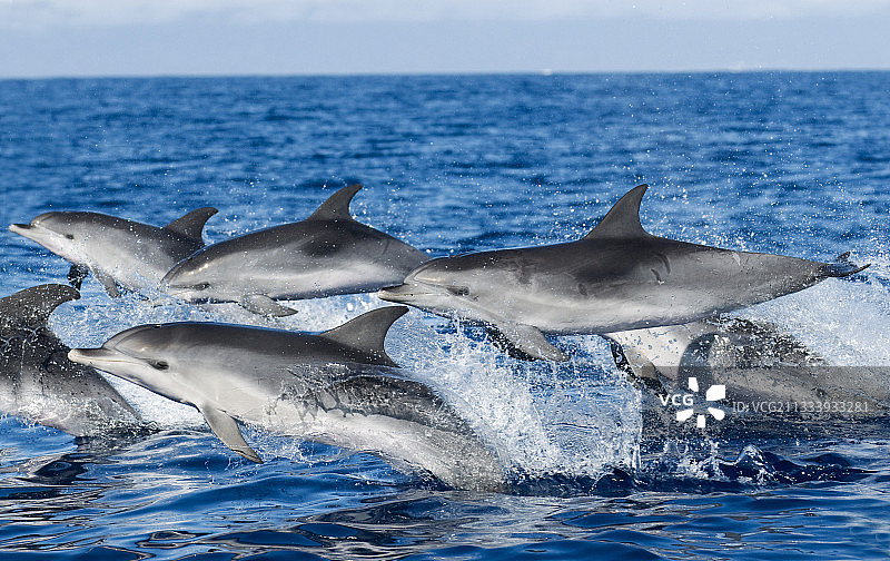 亚速尔群岛跃出水面的大西洋斑点海豚图片素材