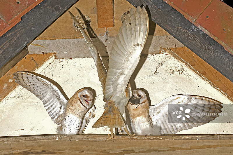仓鸮给雏鸟喂老鼠（法国）图片素材