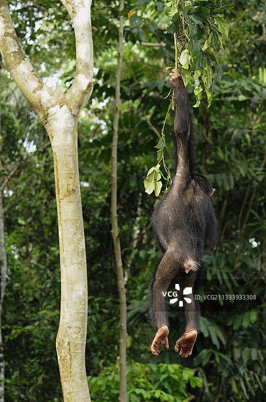 喀麦隆丛林中挂在树枝上的小黑猩猩图片素材