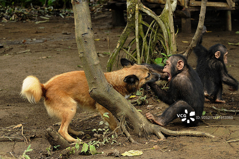 在喀麦隆，小黑猩猩与小狗玩耍图片素材