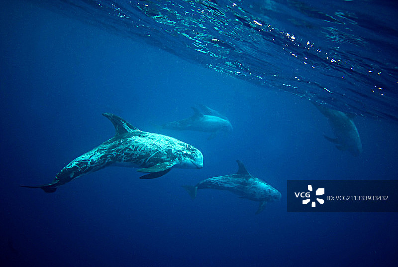 葡萄牙亚速尔群岛的瑞索海豚图片素材