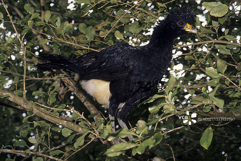 黑冠雉图片素材
