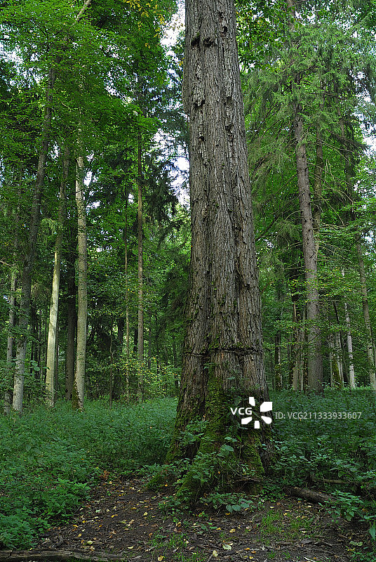 波兰比亚沃维耶扎森林中的欧洲白榆图片素材