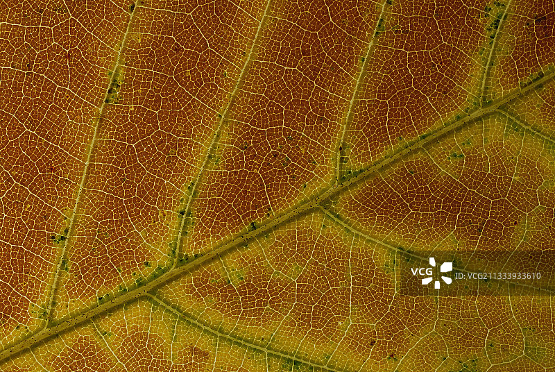 欧洲栗树秋叶，法国图片素材