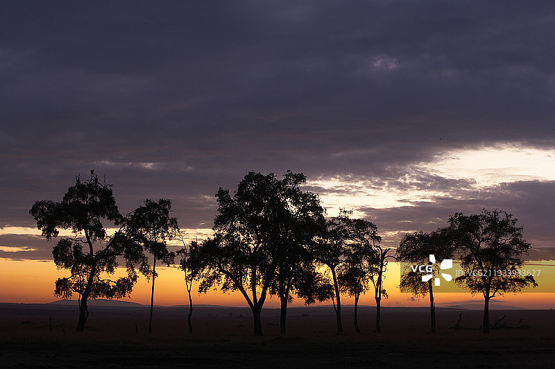 肯尼亚马赛马拉日落时分的树木剪影图片素材