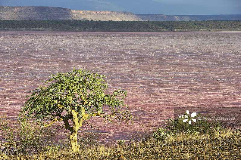 树木与粉色马加迪湖（肯尼亚裂谷）图片素材