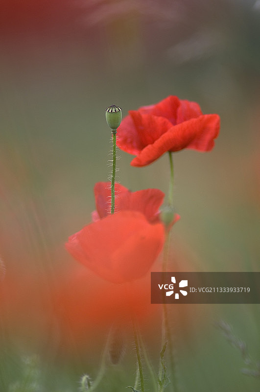盛开在草地上的虞美人图片素材