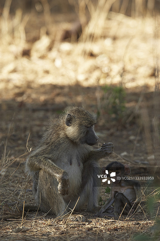 吃东西的黄色狒狒和幼崽（肯尼亚察沃）图片素材