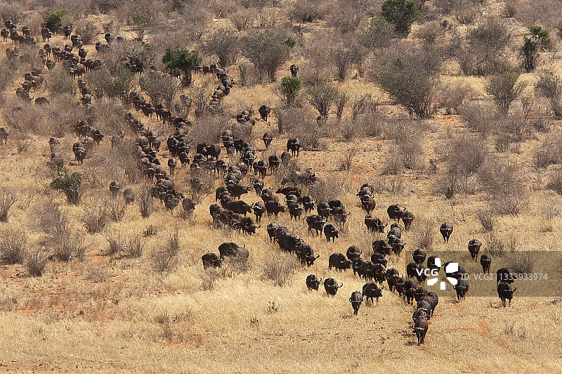 肯尼亚察沃稀树草原上的非洲水牛图片素材