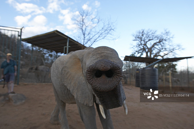 谢尔德里克孤儿象被转移到察沃，在那里它们被重新融入野生象群图片素材