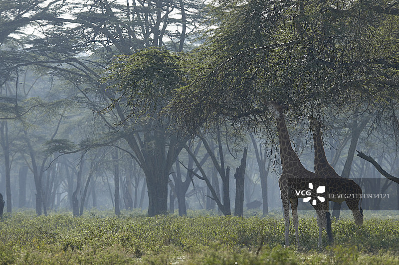 在纳库鲁肯尼亚吃树叶的罗斯柴尔德长颈鹿图片素材