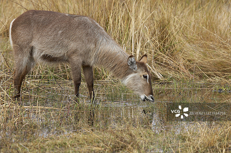 雌性德法萨水羚在博茨瓦纳饮水图片素材