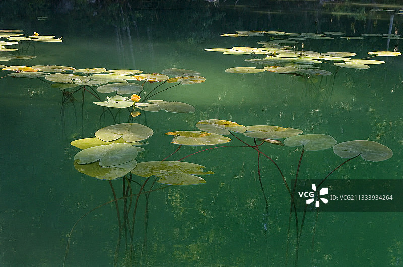 专题：“水之花”图片素材