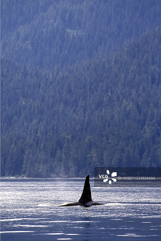 雄性逆戟鲸游泳图片素材