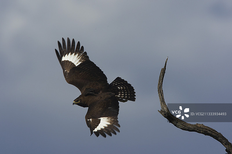 肯尼亚马赛马拉草原上的凤头鹰图片素材