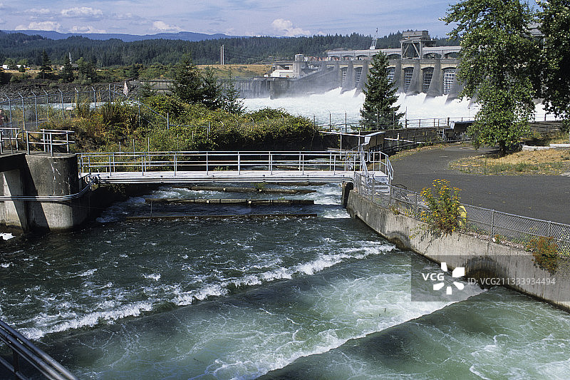 鲑鱼通过电坝的梯子图片素材