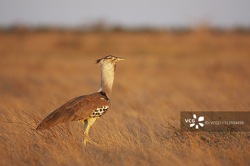肯尼亚马赛马拉国家保护区内的柯利鸨图片素材