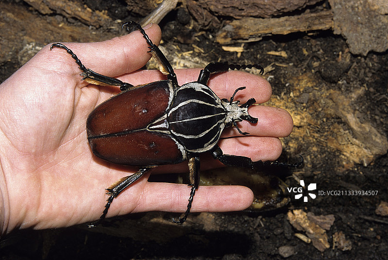 巨型雄性在喀麦隆山上手上一动不动图片素材