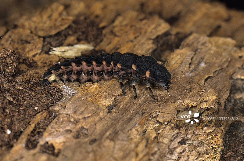 行走在法国枯木上的雌性普通萤火虫图片素材