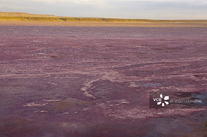 因古菌而呈现粉色的肯尼亚马加迪湖图片素材