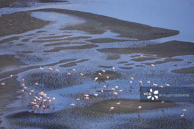 肯尼亚马加迪裂谷湖上的小火烈鸟图片素材