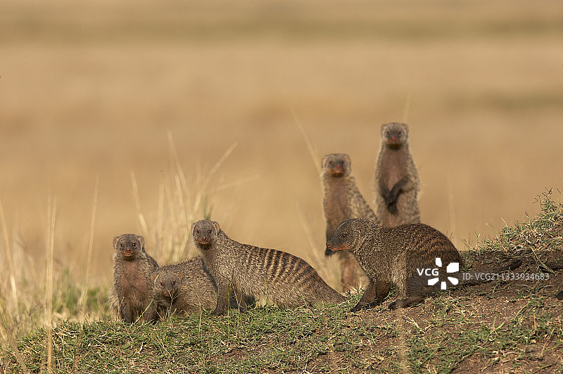 肯尼亚马赛马拉的带状獴警戒图片素材