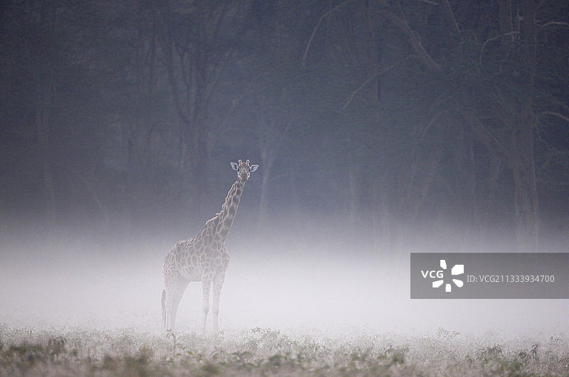 雾中的罗斯柴尔德长颈鹿，纳库鲁，肯尼亚图片素材