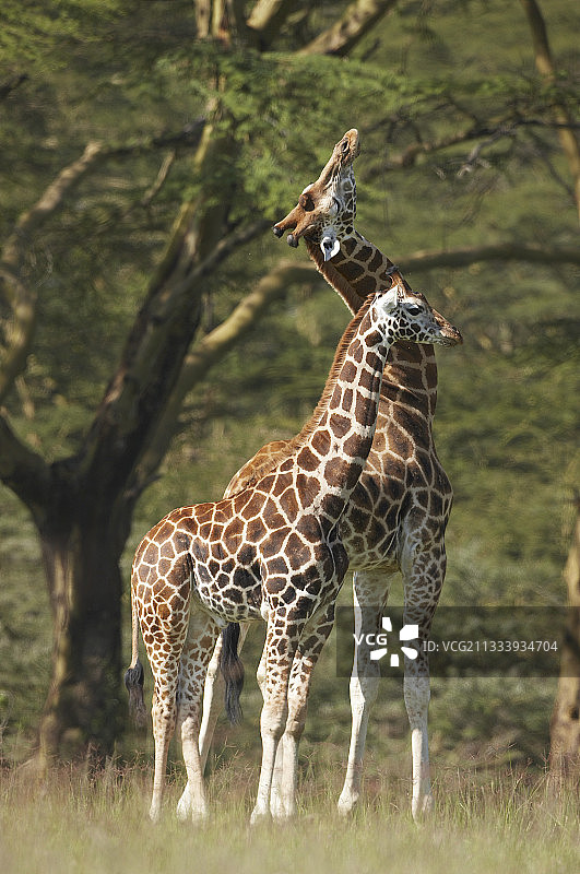 纳库鲁肯尼亚罗斯柴尔德长颈鹿夫妇图片素材