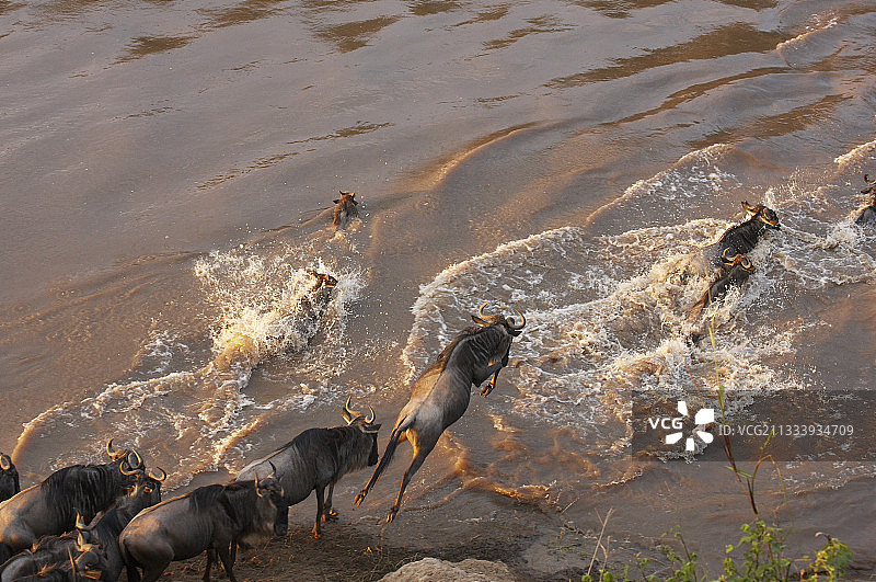 白须角马横渡肯尼亚马赛马拉河图片素材