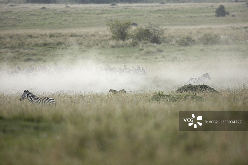 猎豹惊吓斑马群，肯尼亚马赛马拉图片素材