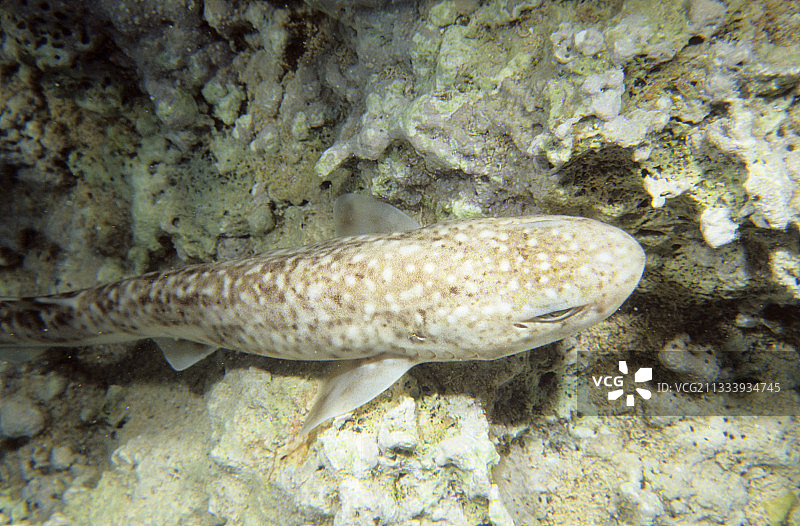 海床上的小斑点图片素材