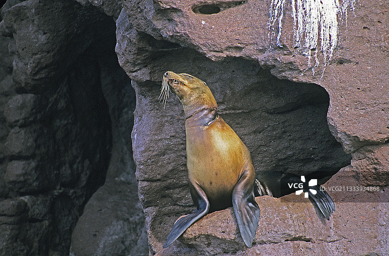 受伤的加州雌性海狮，墨西哥图片素材