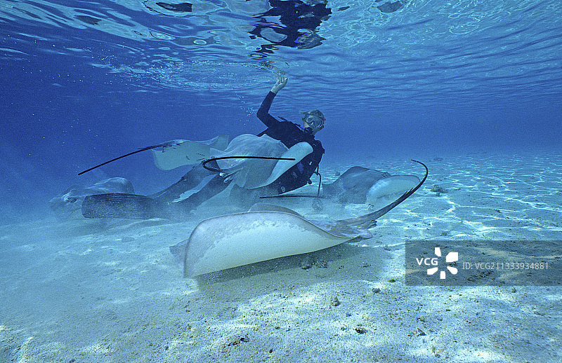 潜水员与莫雷阿岛的鳐鱼图片素材