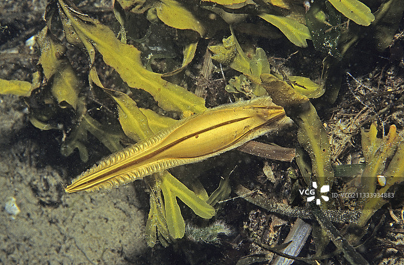 温哥华岛海藻中的斑点银鲛和卵图片素材