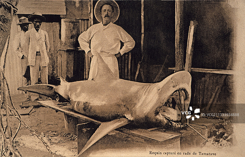 马达加斯加塔马塔夫捕获的公牛鲨明信片图片素材