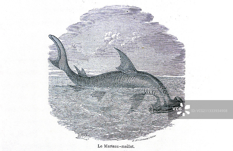 法国旅游指南中的锤头鲨雕刻图片素材