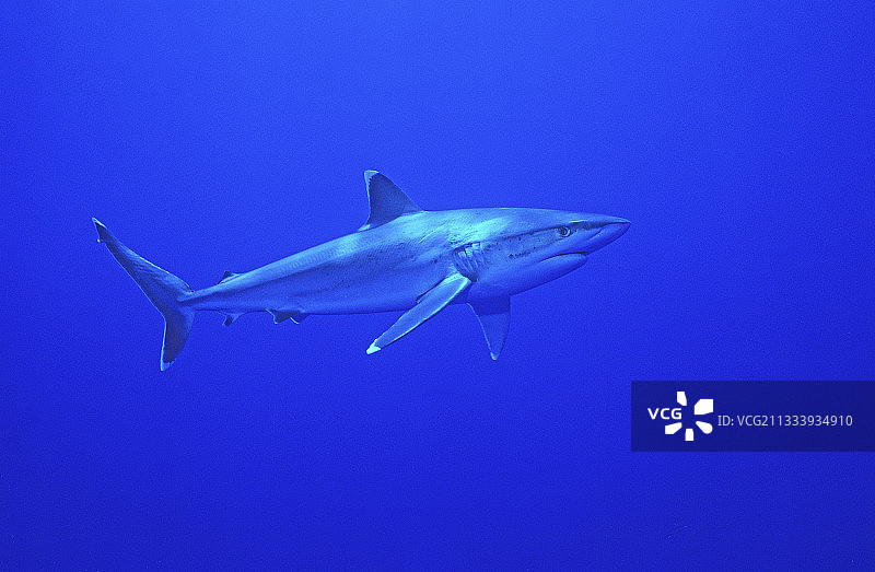 在兰吉罗阿开放水域游泳的银鳍鲨图片素材