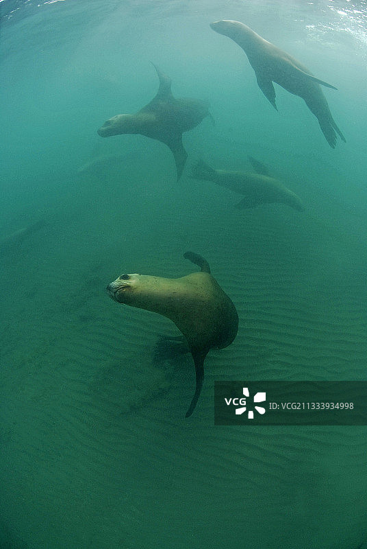 在巴塔哥尼亚游泳的南美海狮群图片素材