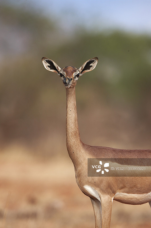 在肯尼亚察沃东部稀树草原的长颈羚图片素材